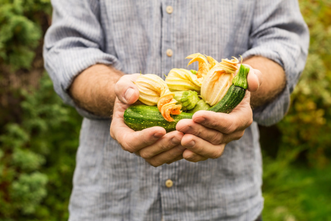 Facciamo l’orto in casa: da oggi in regalo le zucchine