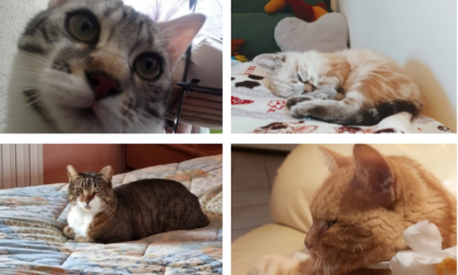 Festa del Gatto: ecco la valanga di foto che ci avete inviato