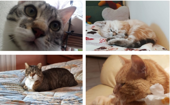 Festa del Gatto: ecco la valanga di foto che ci avete inviato