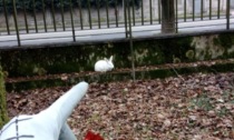 Il coniglio bianco Jameson cerca casa