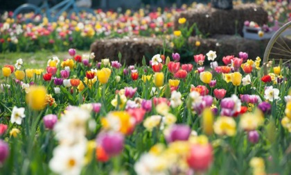 Tulipania: un labirinto di tulipani tutti da raccogliere