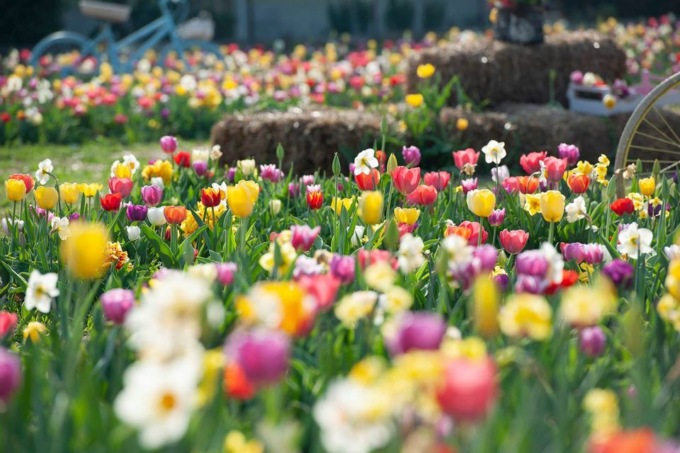 Tulipania: un labirinto di tulipani tutti da raccogliere
