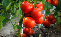 Pomodoro Saint Pierre: succoso frutto rosso e tondo