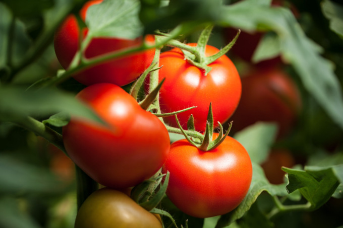 Facciamo l’orto in casa: da oggi in regalo il pomodoro