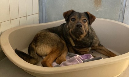 Ballabio, parte il soccorso veterinario h24