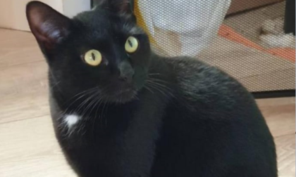 Micia Bombo è scomparsa: appello per ritrovarla