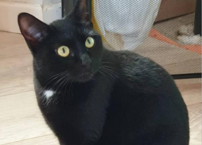 Micia Bombo è scomparsa: appello per ritrovarla