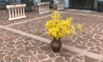 Dal Comune mimose per le ospiti della casa di riposo