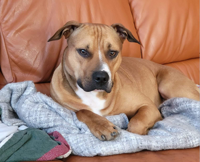 Donne inseguite di notte: il sindaco pattuglia il paese con il suo pitbull