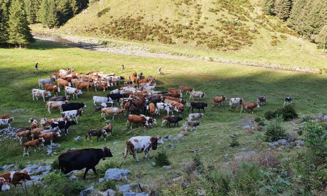 Assegnati gli alpeggi di Ersaf, ecco a chi vanno quelli lecchesi