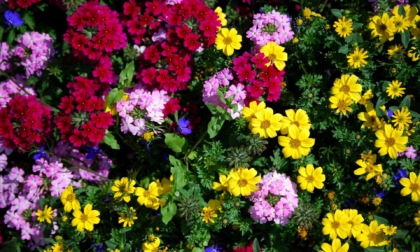 In regalo con il Giornale di Lecco i semi di coloratissimi Fiori d'estate