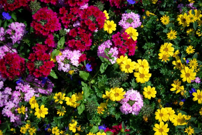 In regalo con il Giornale di Lecco i semi di coloratissimi Fiori d’estate