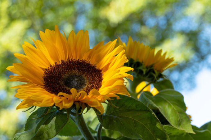 In regalo con il Giornale di Lecco i semi di girasole