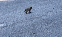 Cuccioli di volpe avvistati sulla strada
