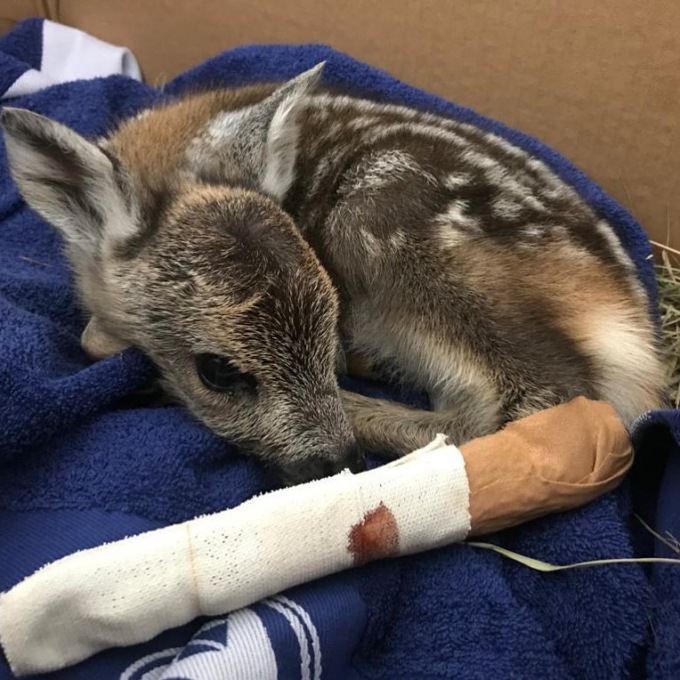 Selfie con il cucciolo di cervo agonizzante. Morta la povera bestia, salvato invece il cerbiatto Bambi