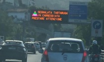 "Attenzione tartaruga in Statale 36": fake? No è tutto vero!