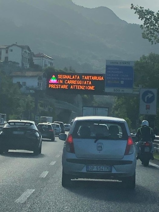 “Attenzione tartaruga in Statale 36”: fake? No è tutto vero!