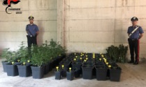 Piantagione di marijuana nella serra vicino a casa: 28enne in manette