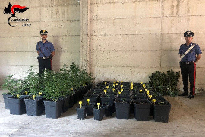 Piantagione di marijuana nella serra vicino a casa: 28enne in manette