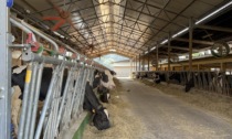 Como-Lecco, caldo e siccità “asciugano” anche il latte:  a Lecco le mucche producono fino al 10% in meno