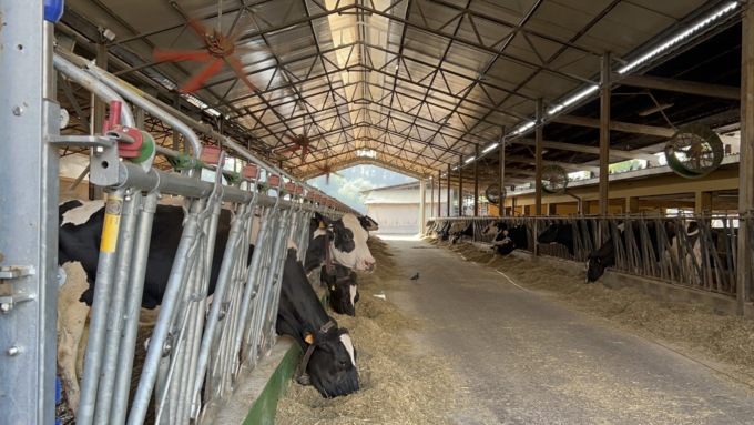 Como-Lecco, caldo e siccità “asciugano” anche il latte:  a Lecco le mucche producono fino al 10% in meno