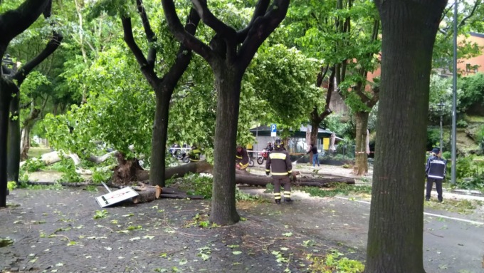 albero caduto causa tempesta