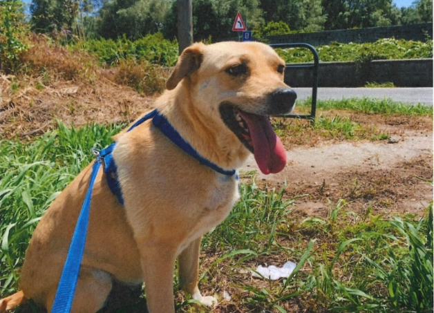 Smarrita la cagnolona Perla: appello per ritrovarla