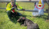 Cane colpito da malore in Grignetta: tratto in salvo