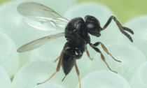 Galbiate: iniziati i lanci di vespa samurai per contenere la cimice asiatica