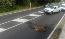 Grosso cervo ferito in strada: traffico rallentato