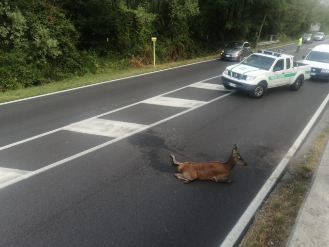 Grosso cervo ferito in strada: traffico rallentato