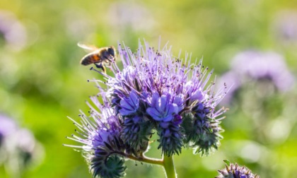 Fiori “salva-api” per sensibilizzare la Valle San Martino sull’ambiente