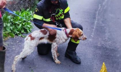 Cane precipita in una scarpata: salvato dai Vigili del Fuoco