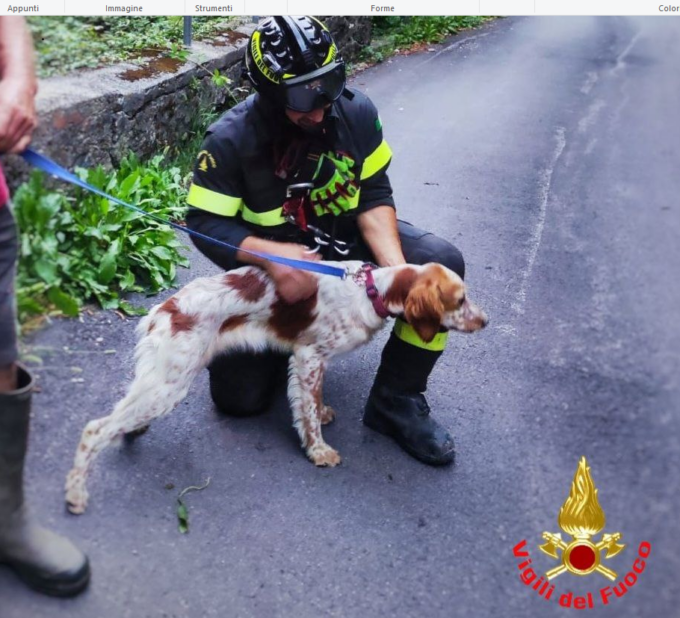 Cane precipita in una scarpata: salvato dai Vigili del Fuoco