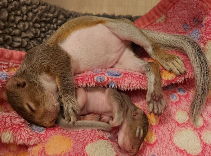 Due scoiattoli salvati dai volontari del Cras