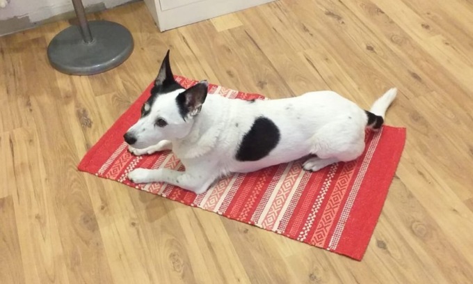 Investe cagnolino e fugge: caccia all’auto pirata