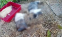 Crudeltà in Brianza: coniglietti massacrati a calci