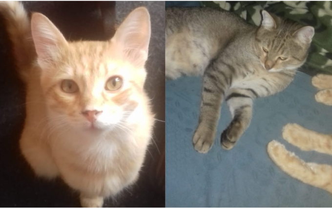 Splendidi gattini cercano casa: Freccia 45 chiede aiuto