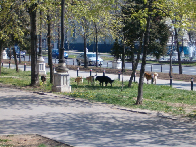 Ordinanza anti randagi: anche la Lega del Cane scrive al sindaco di Lecco