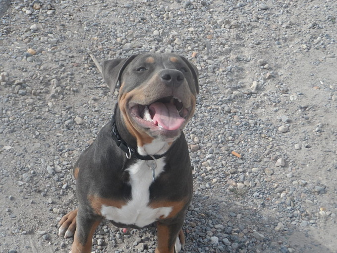 Morsicato al viso da un cane: bimbo di 4 anni trasportato al Papa Giovanni
