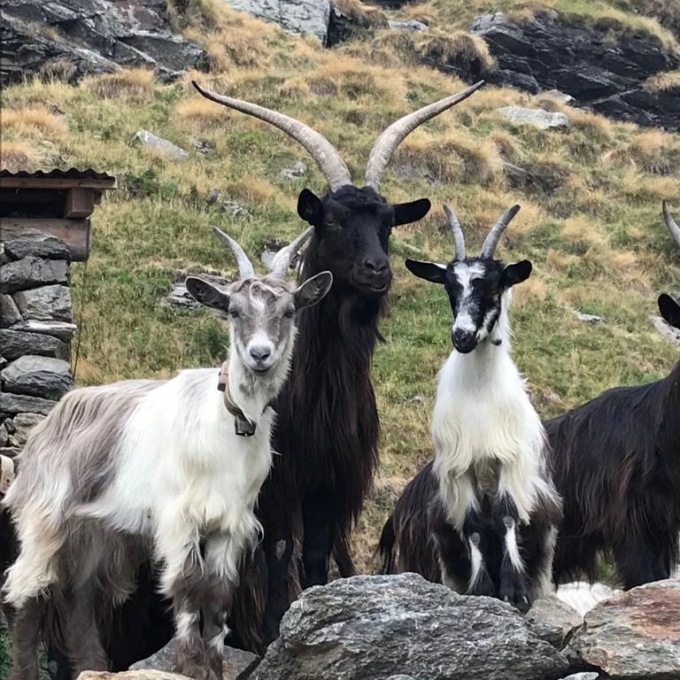 Sant’Antonio Abate, gli allevatori lariani  tutelano le razze a rischio estinzione