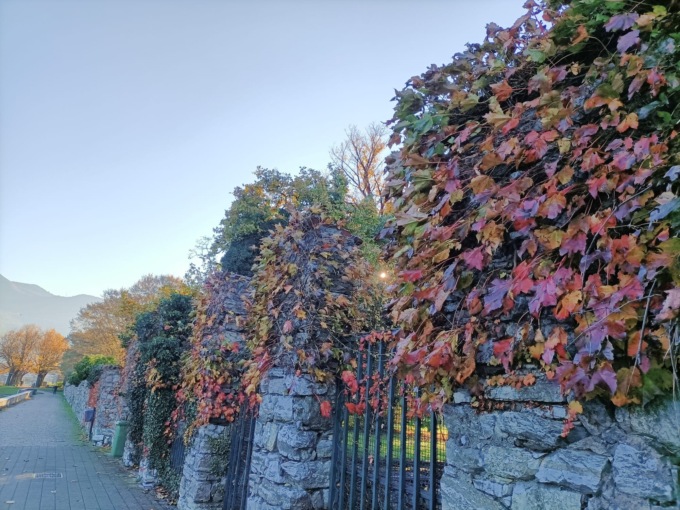 foliage