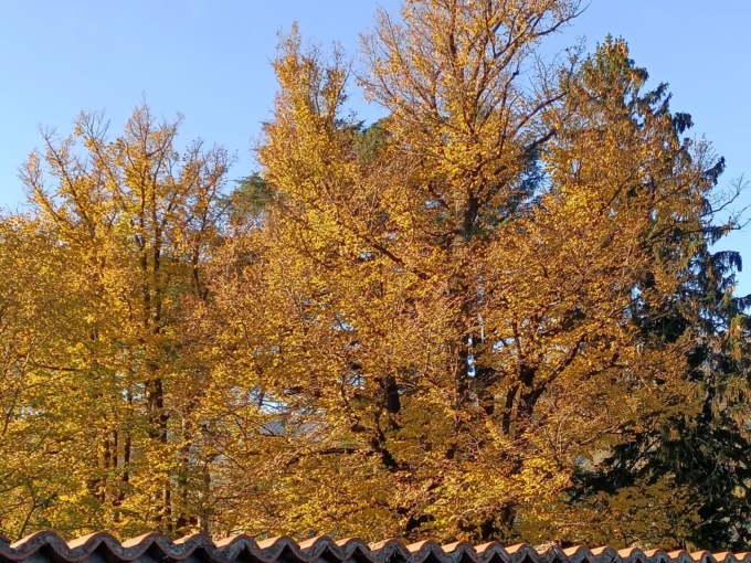 foliage