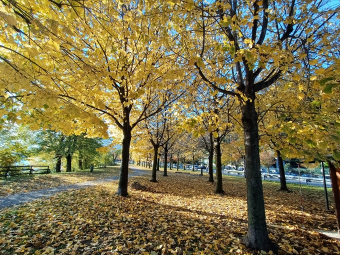 foliage
