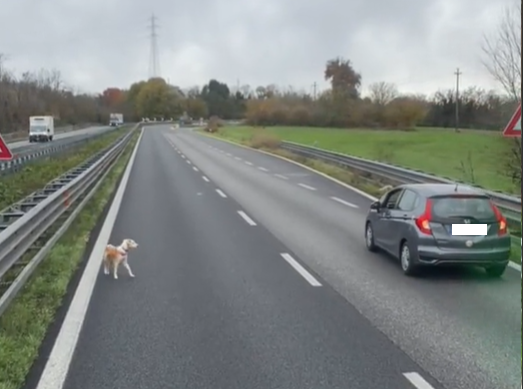 Cagnolino sulla Statale 36 salvato da un camionista: il bellissimo video