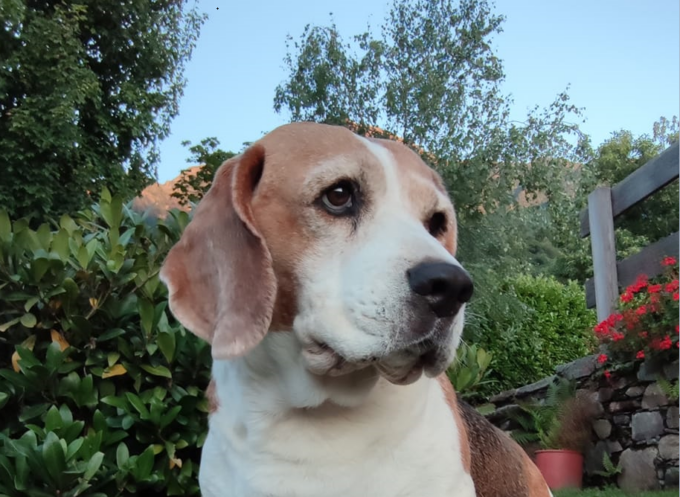 Microchip day Barzio: un vero successo