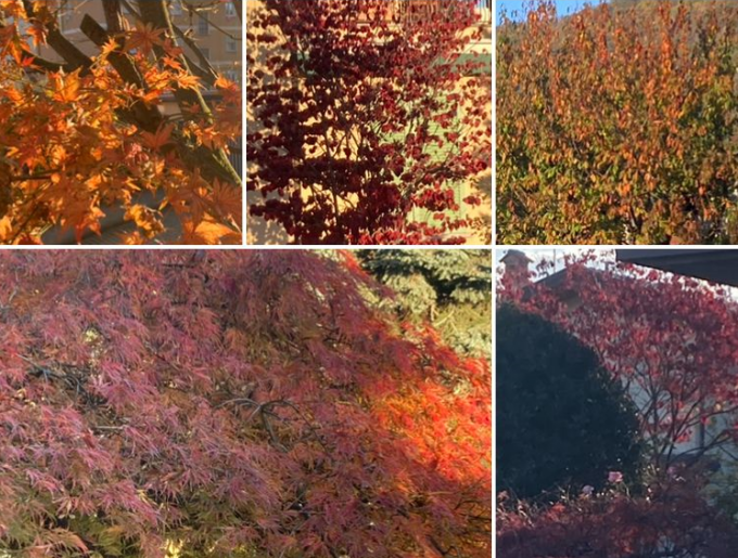 Passeggiata alla scoperta del foliage a Lecco: che splendide  foto!