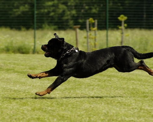Bimbi azzannati da tre rottweiler: i cani trasferiti di nuovo al canile in osservazione