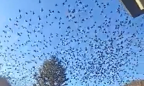 Il video dello spettacolare volo degli stornelli sui cieli lecchesi