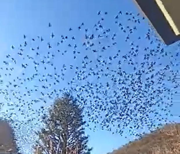 Il video dello spettacolare volo degli stornelli sui cieli lecchesi
